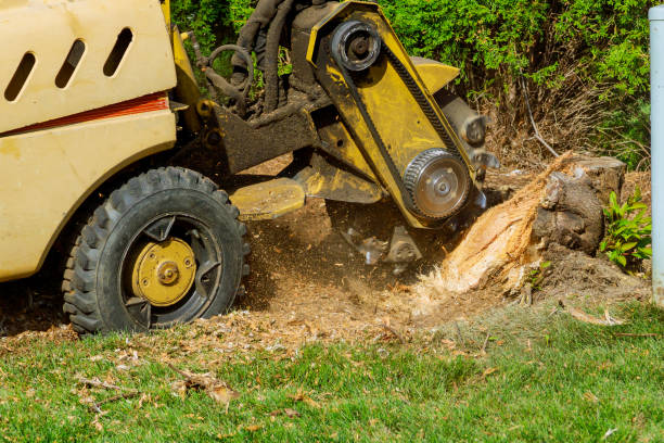 Residential Tree Removal in St Joseph, MN